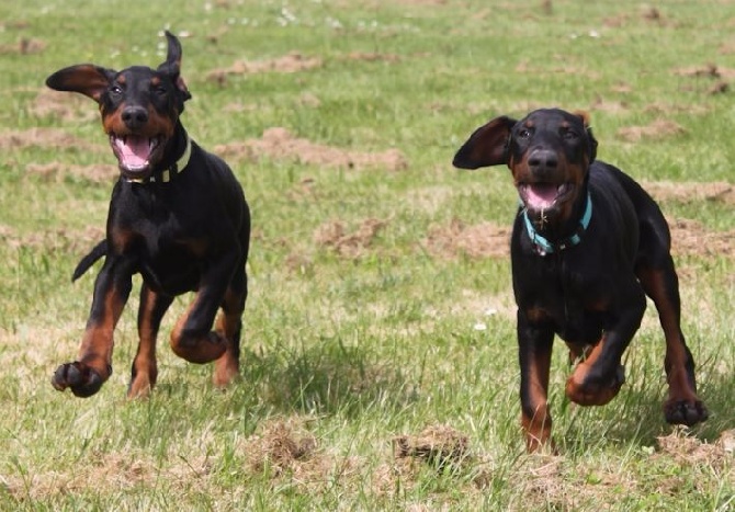 Von Bolcanstern - 2 chiots mâles NF disponibles