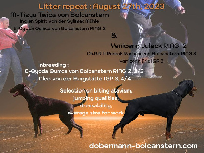 Von Bolcanstern - Dobermann - Portée née le 24/10/2023