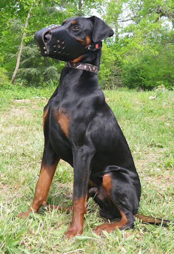 E-qenobi qoreck Von Bolcanstern