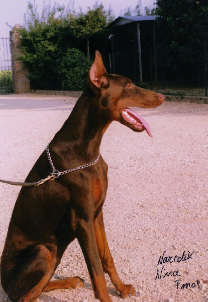 Narcotik nina Von Bolcanstern