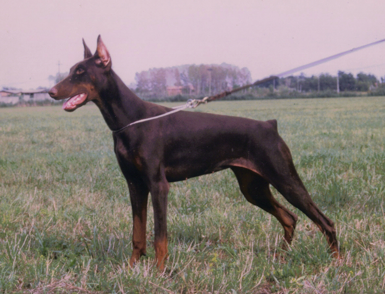 Nikita nelphya Von Bolcanstern