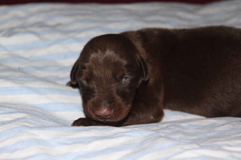 Von Bolcanstern - Dobermann - Portée née le 03/07/2015